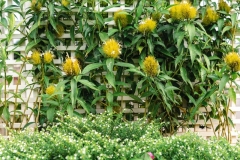 the-barn-mango-ranch-dumaguete-DSC01497